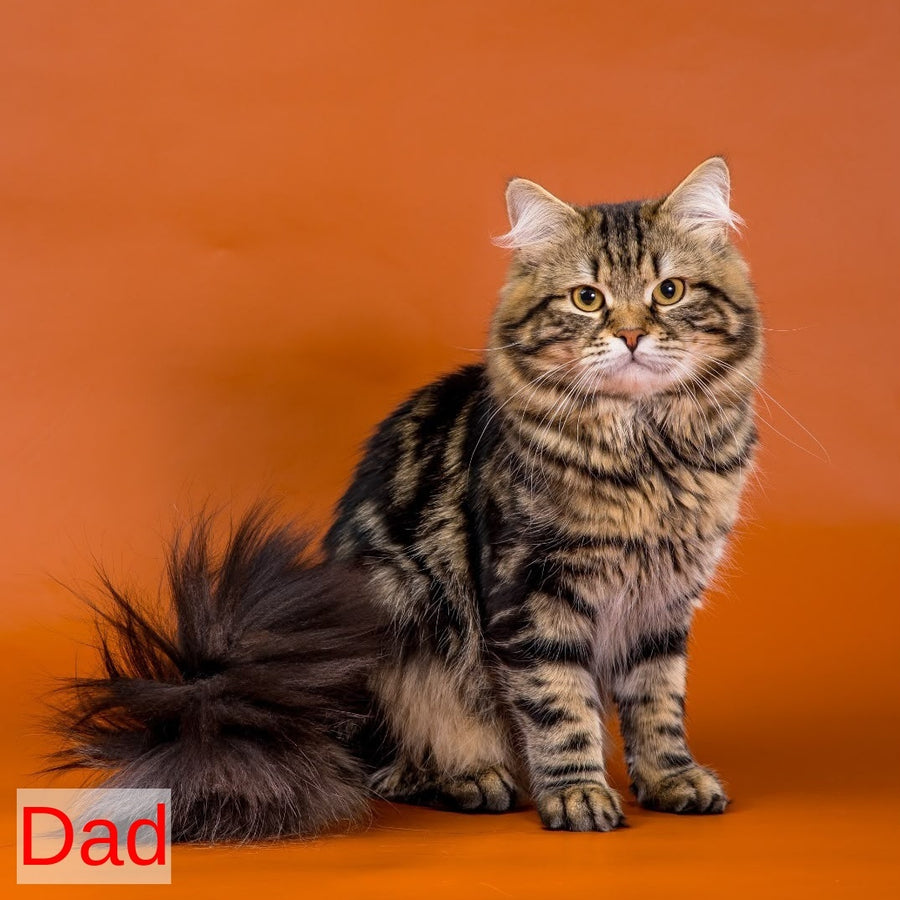 Zhorik Siberian male, red spotted tabby