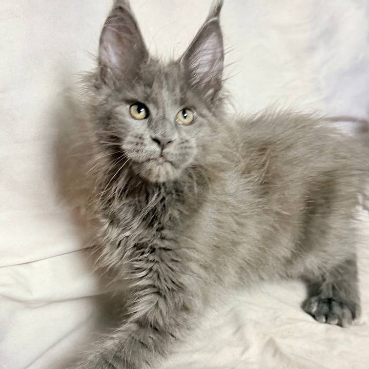 Imany Maine Coon polydactyl 5x5x6x6 female, blue silver