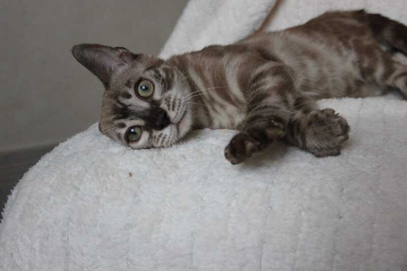 Platon Bengal male, black spotted tabby pointed