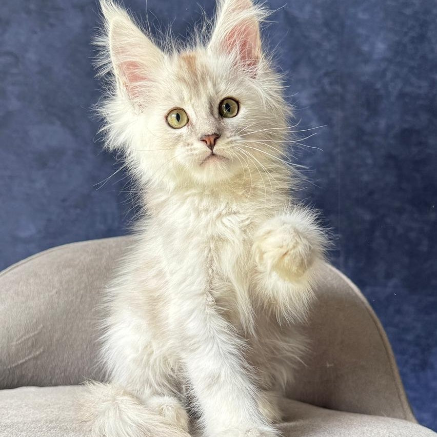 Wafan Maine Coon male, black silver ticked tabby