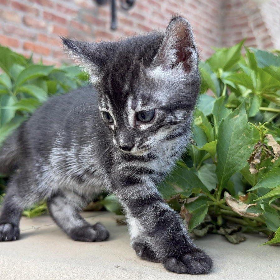 Chopard Bengal male, black silver spotted tabby
