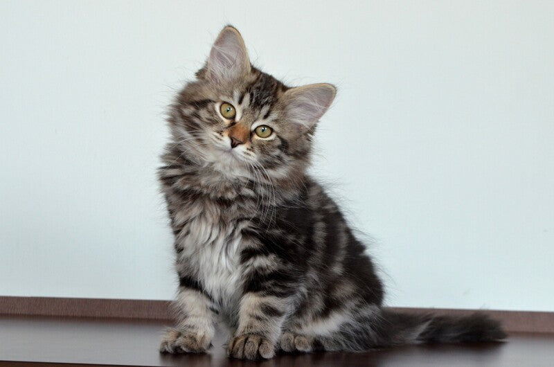 Silvia Siberian female, black tabby