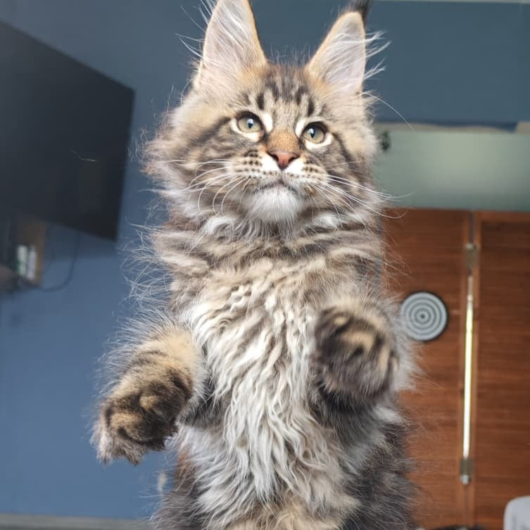 Robin Maine Coon male, black tabby