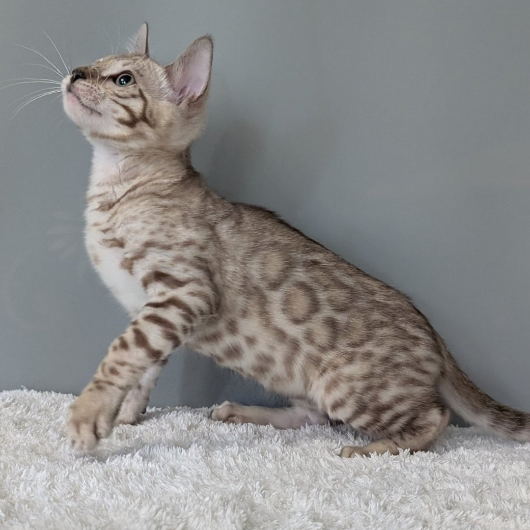 Chester Bengal male, black spotted tabby pointed
