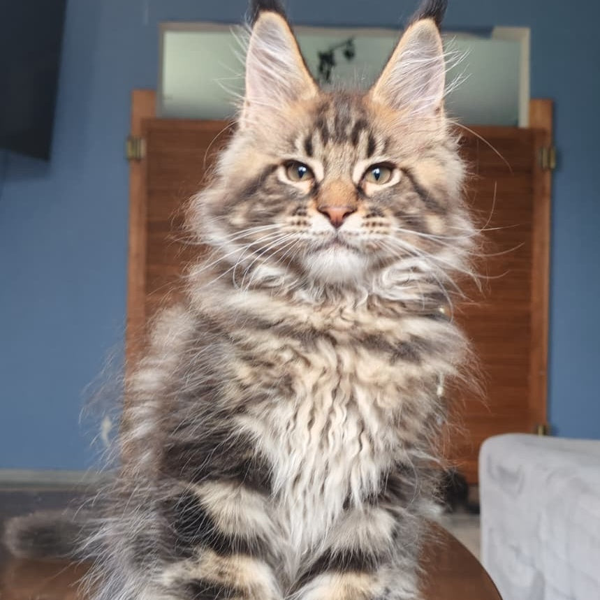 Robin Maine Coon male, black tabby