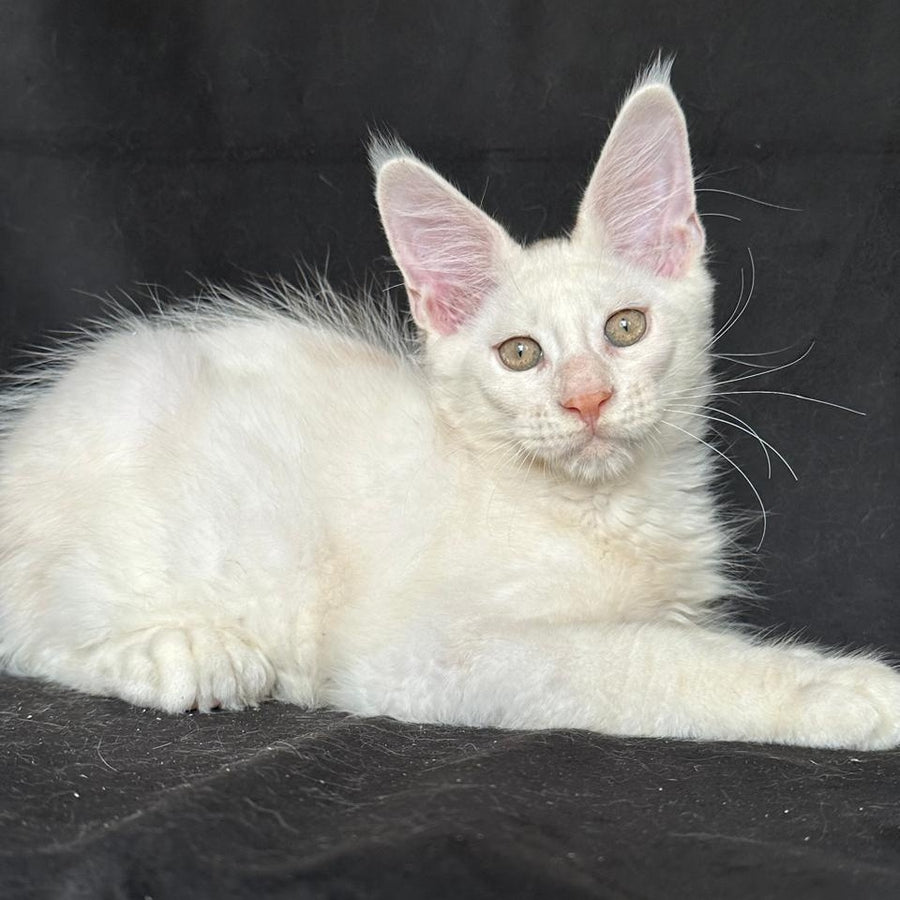 Jumbo Maine Coon polydactyl 6x6x6x6 male, red silver shaded