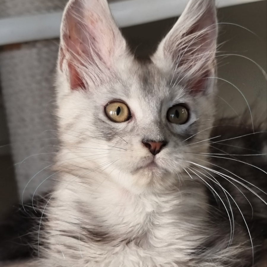 Elisa Maine Coon female, black silver tabby