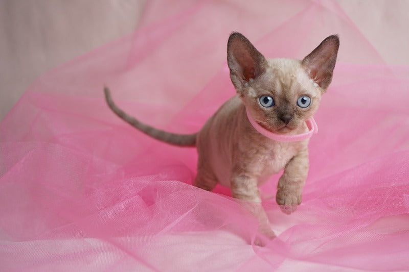 Nona Devon Rex female chocolate pointed - live animals