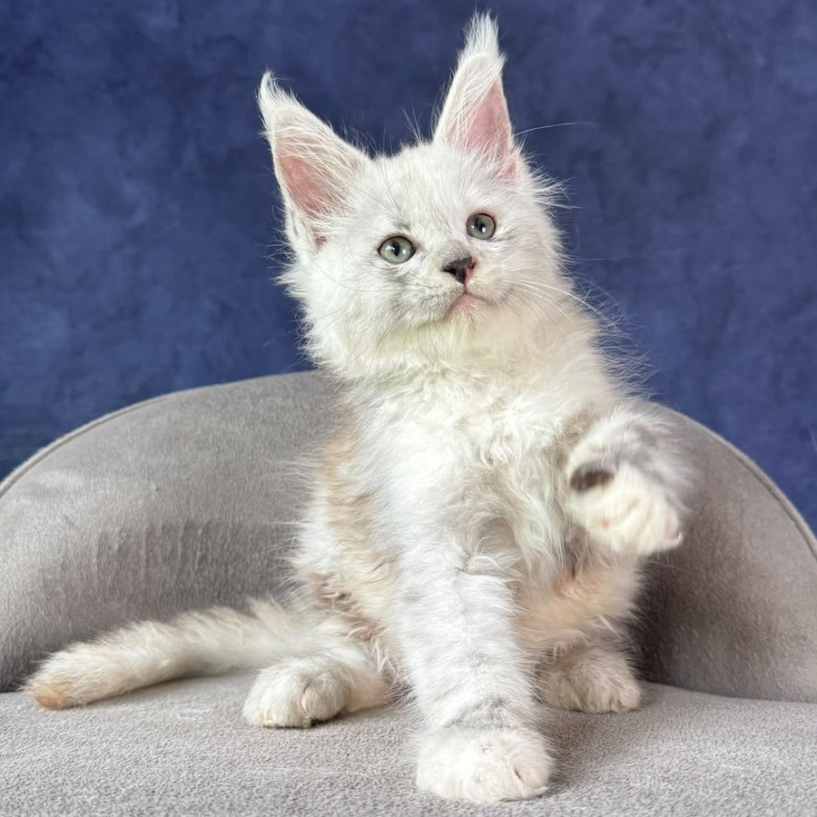 Tahiti Maine Coon female, black tortie silver spotted tabby