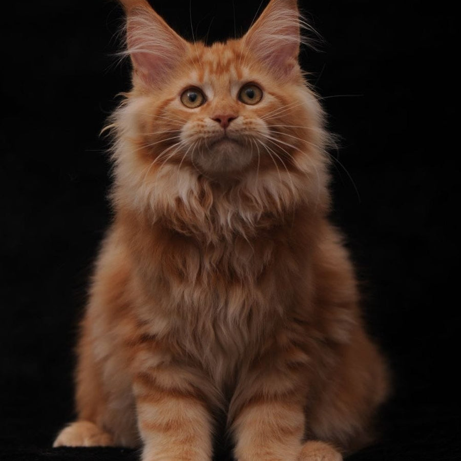Rakel Maine Coon female, red