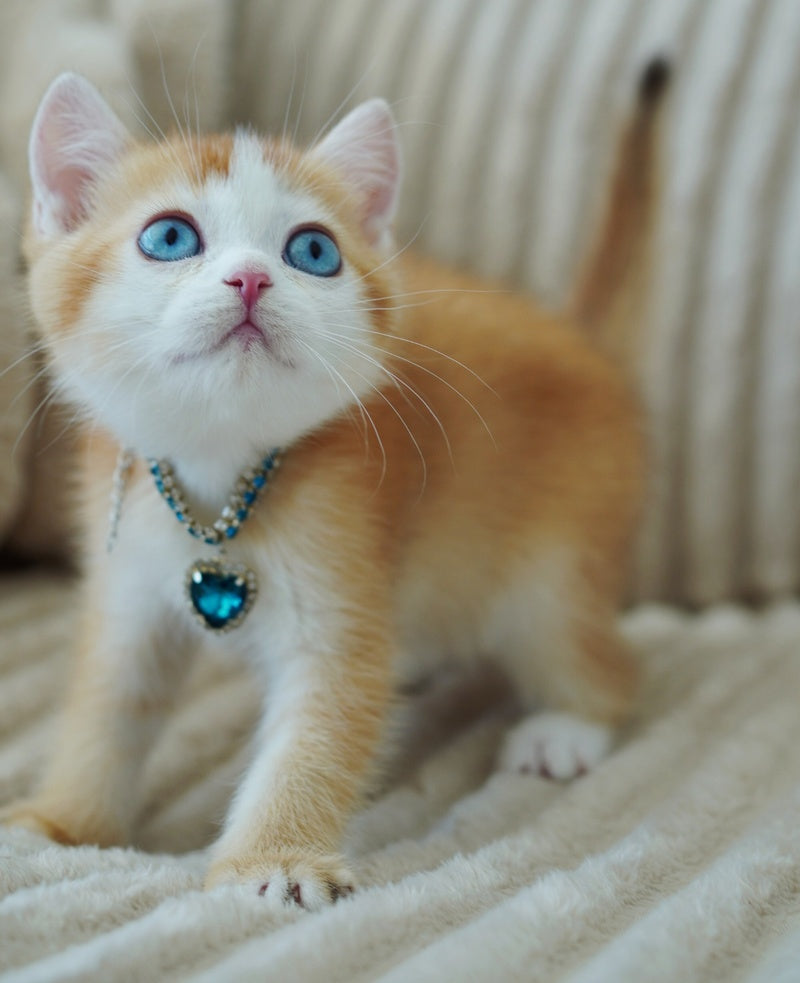 Quest Scottish Fold male, chocolate golden chinchilla with white