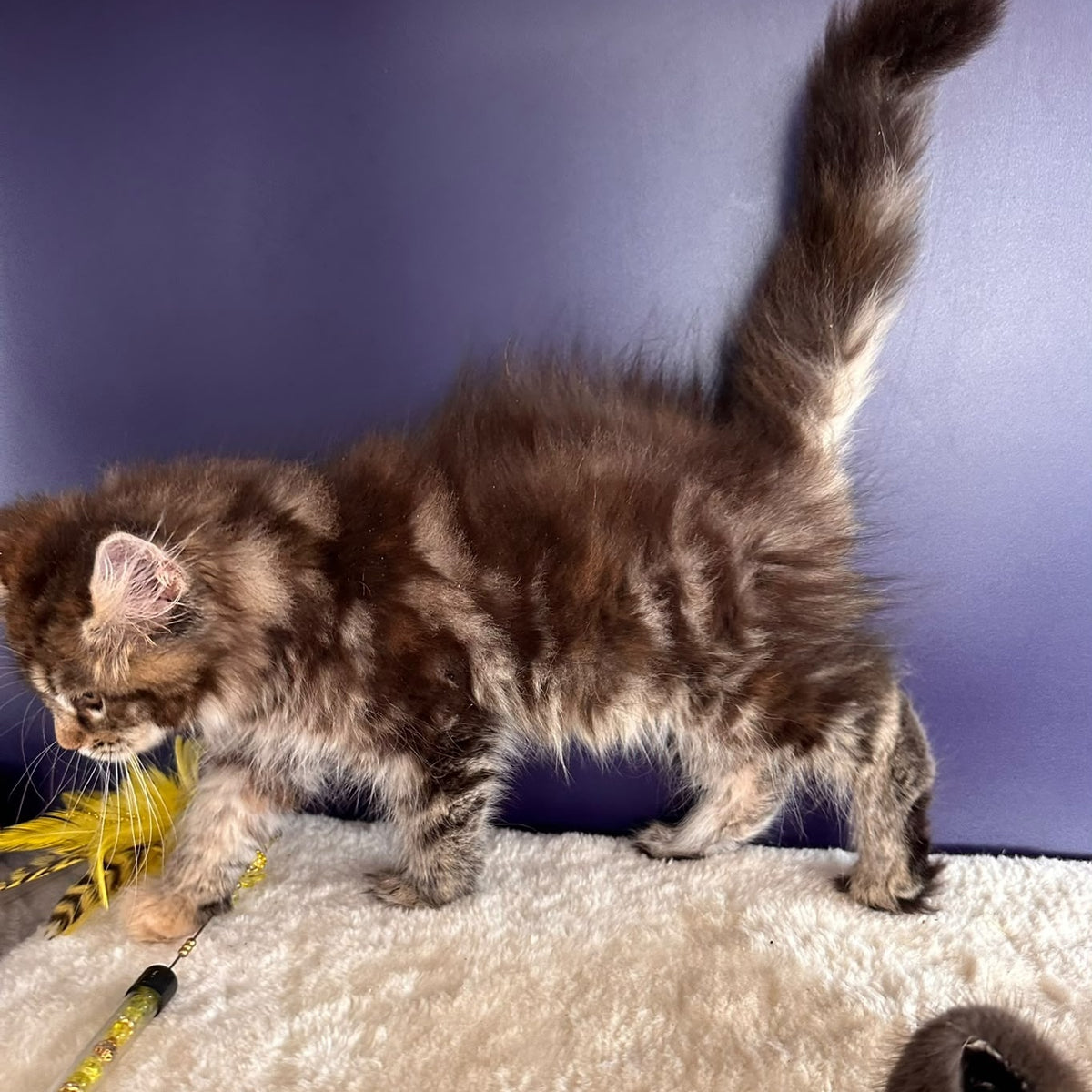 Tais Maine Coon female, black tortie tabby