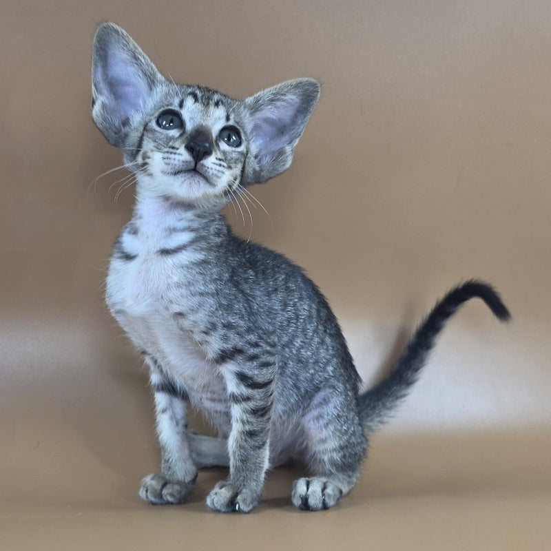 Yara Oriental Shorthair female, black spotted tabby