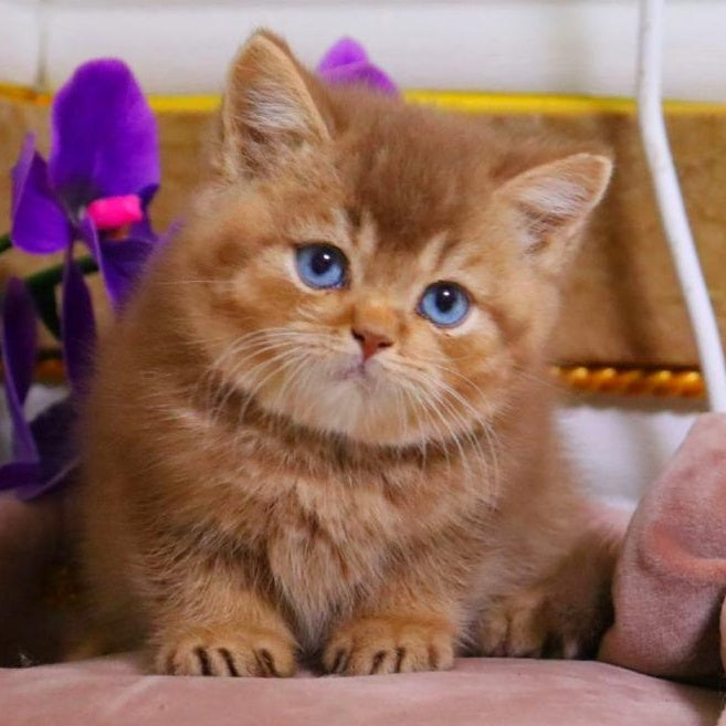 Patens British Shorthair male, cinnamon ticked tabby