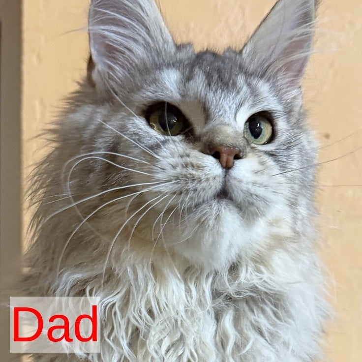 Hammer Maine Coon male, black silver tabby