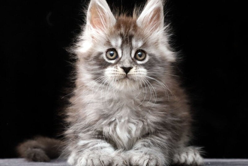 Otto Maine Coon polydactyl male, black silver tabby