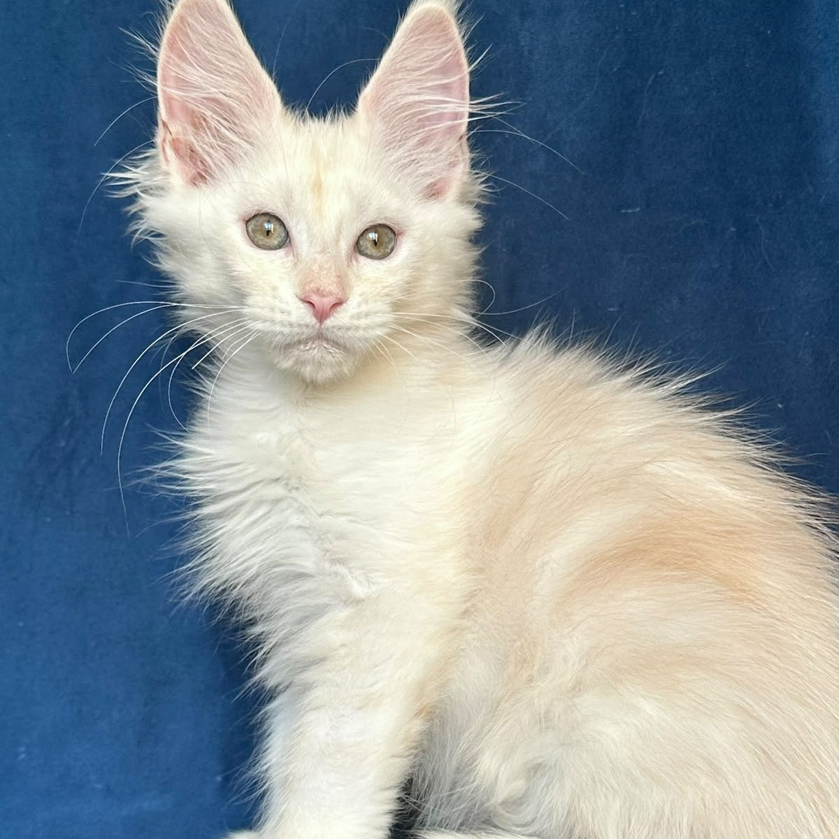 Nessi Maine Coon female, red silver shaded