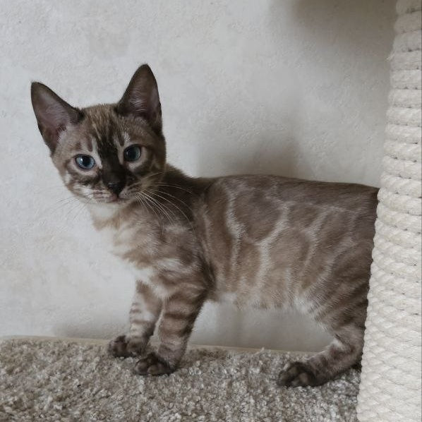 Nutela Bengal female, black pointed spotted tabby