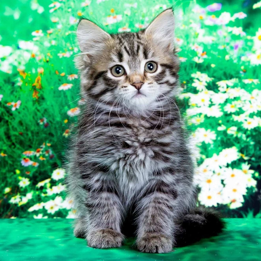 Zlata Siberian female, black spotted tabby