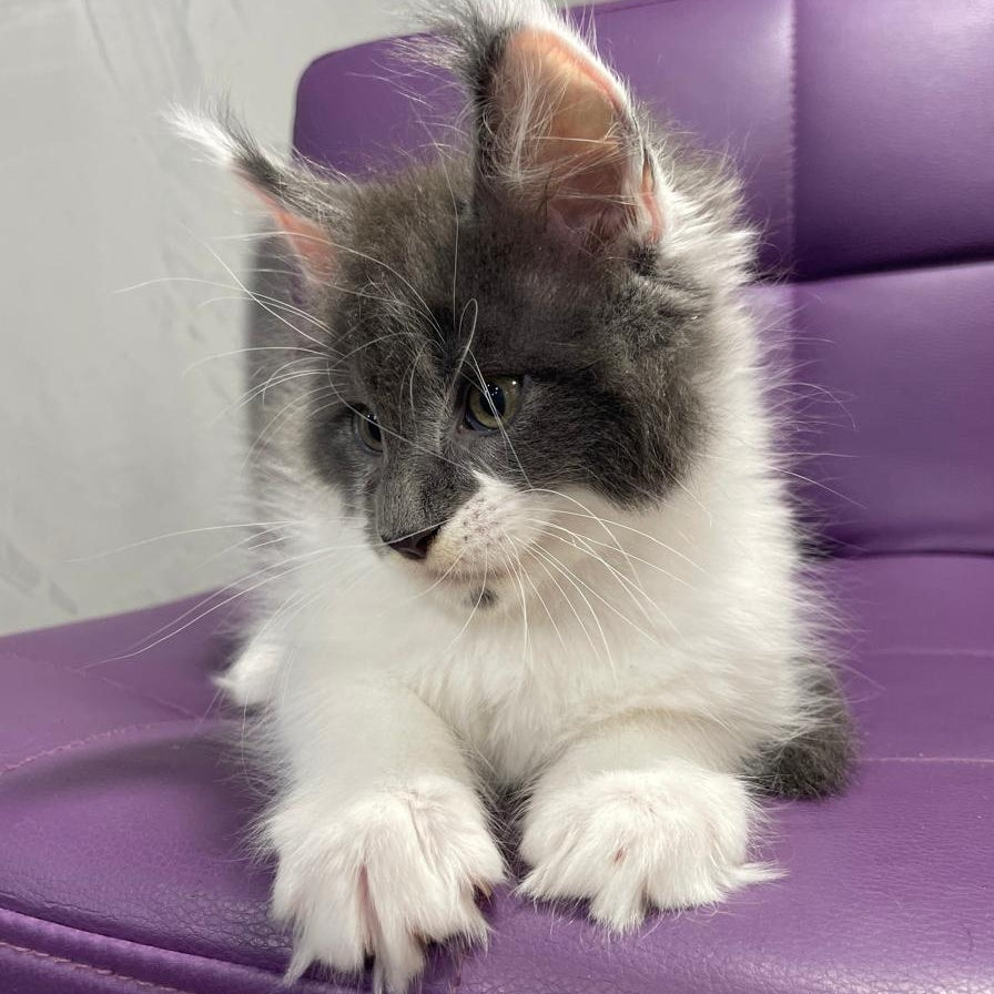 Semyon Maine Coon male, blue bicolour