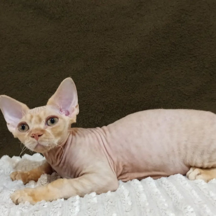 Edgar Devon Rex male, red bicolour tabby
