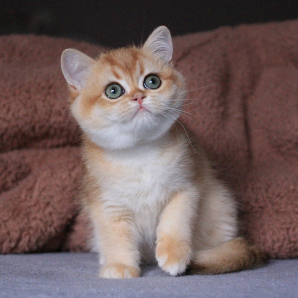 Aurora British Shorthair female, black golden chinchilla