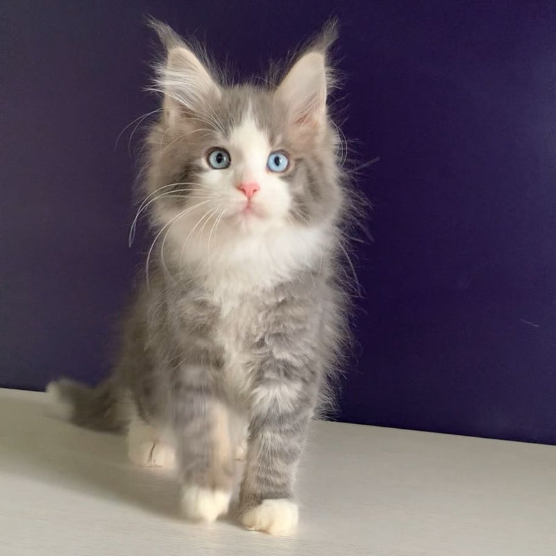 Quinella Maine Coon female, blue bicolour tabby