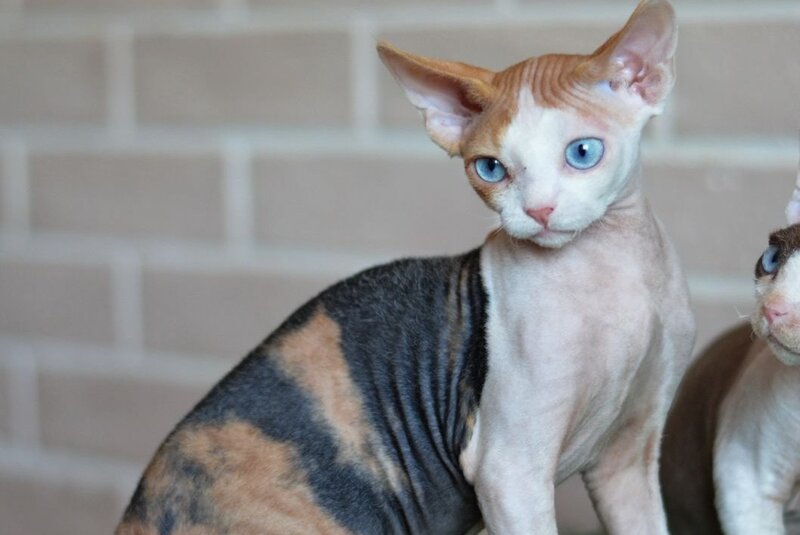 Romashka Devon Rex female, black tortie bicolour