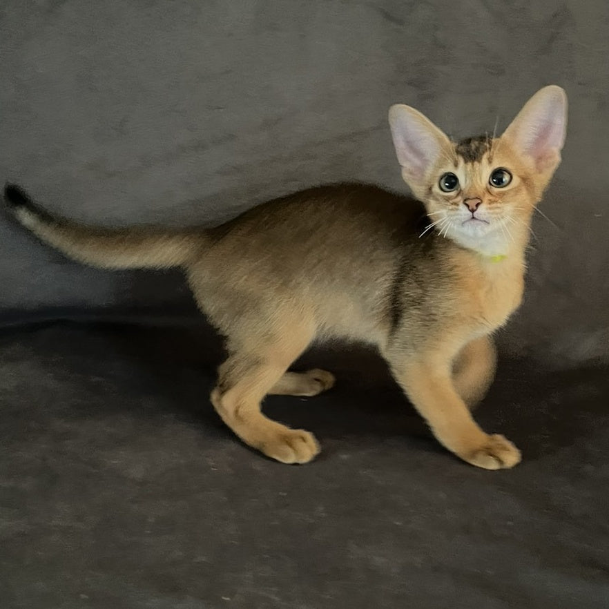 Flora Abyssinian female, black
