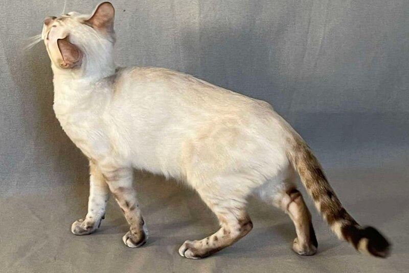 Jelly Bengal female, black spotted tabby pointed
