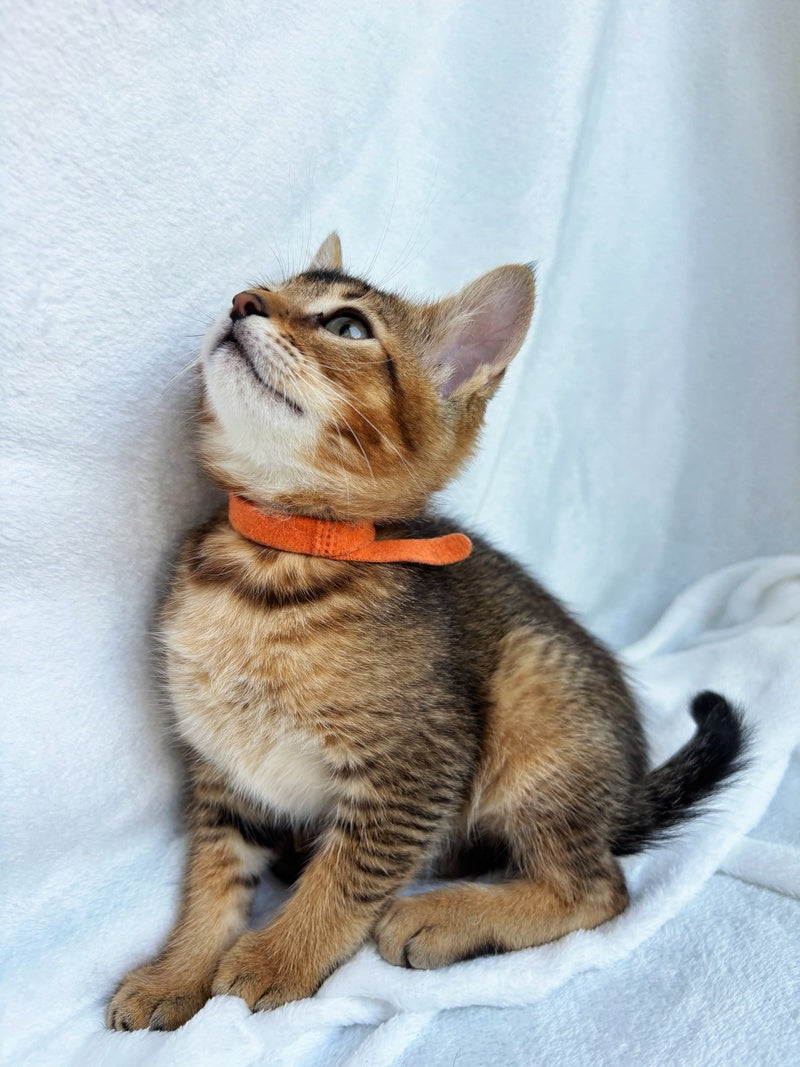Susie Abyssinian female, ruddy