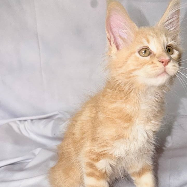 Lyndon Maine Coon polydactyl 5x5x6x6 male, cream silver tabby
