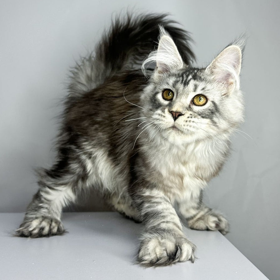 Bekka Maine Coon polydactyl 5x6x6x6 female, black silver tabby
