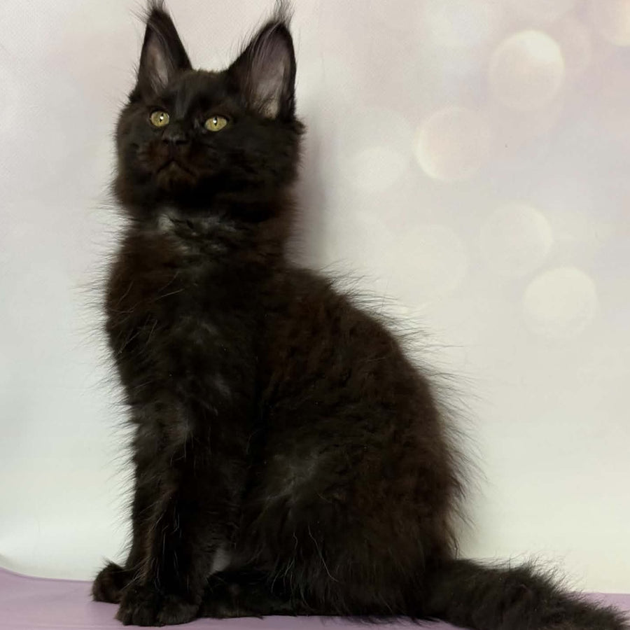 Dallas Maine Coon male, black