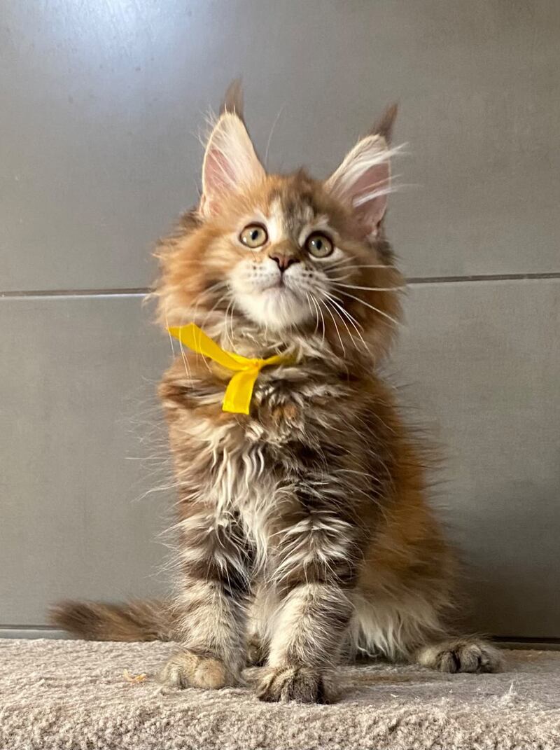 Western star Maine Coon female, black tortie tabby