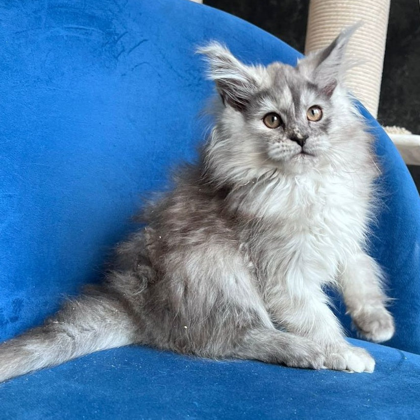 Nаdin Maine Coon female, black tortie silver bicolour