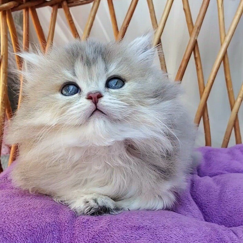 Zlata British Longhair female blue golden ticked tabby - live animals
