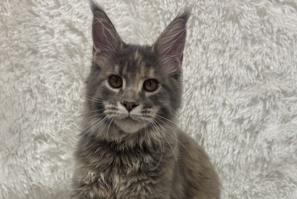 Fiona Maine Coon polydactyl female, blue tortie spotted tabby