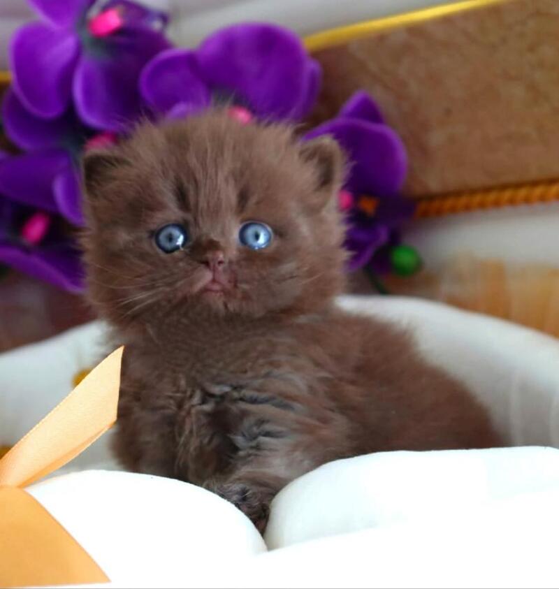 Stream British Longhair male, chocolate