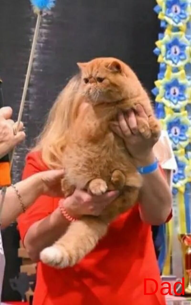 Rokki Exotic male, red spotted tabby
