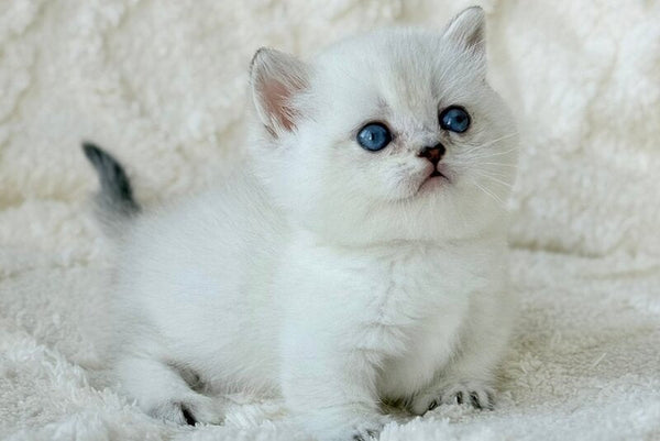 Zizi Munchkin female black silver shaded pointed - live animals