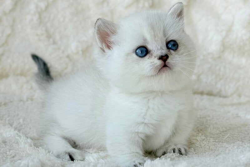 Zizi Munchkin female black silver shaded pointed - live animals