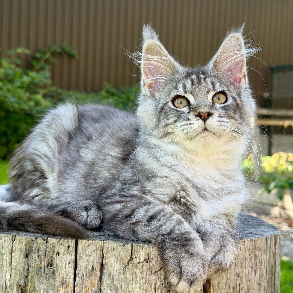 Nika Maine Coon female, black silver spotted tabby