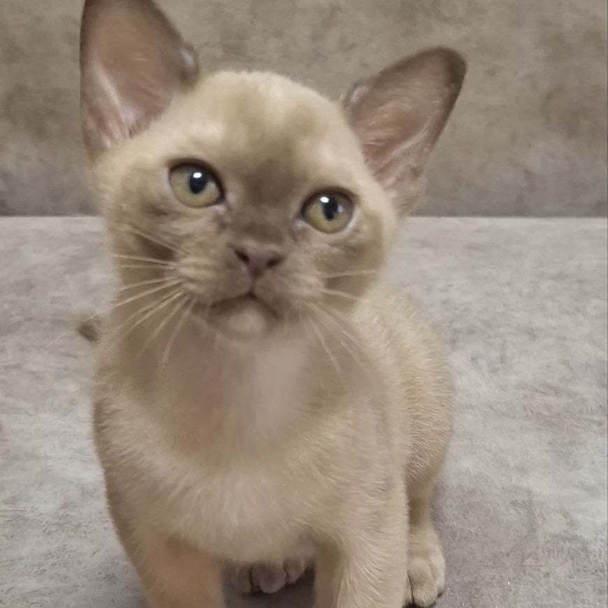 Hammer Burmese male, chocolate