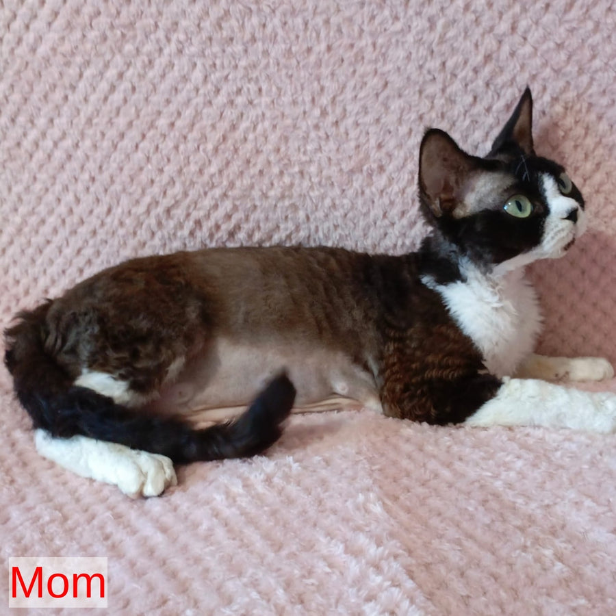 Avetador Devon Rex male, chocolate pointed harlequin