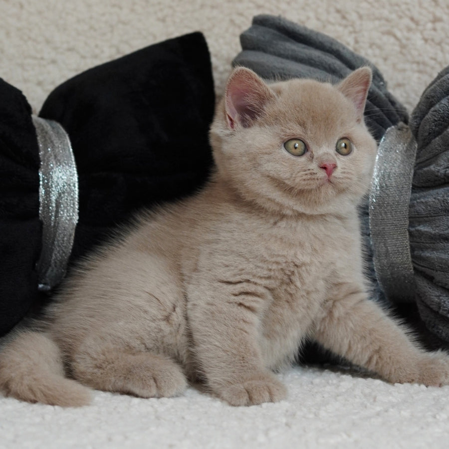 Ulysses British Shorthair male, fawn