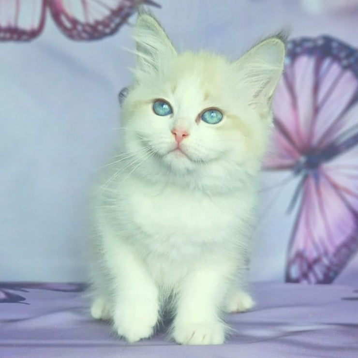 Eddie Siberian male, blue bicolour tabby pointed