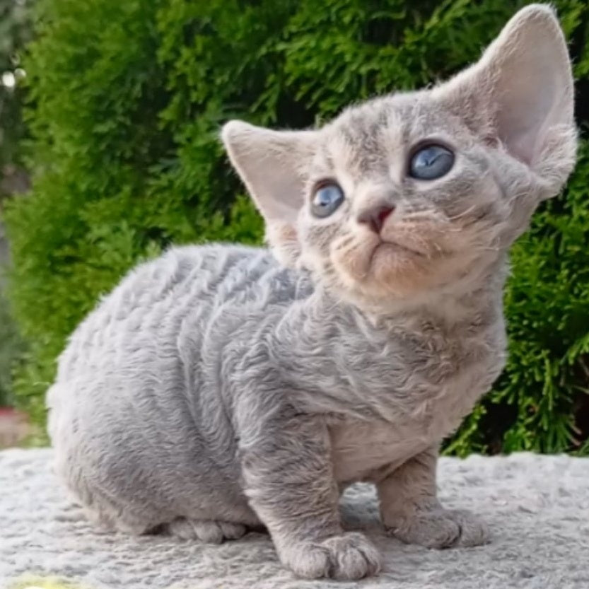 Stiksi Devon Rex female, blue tabby