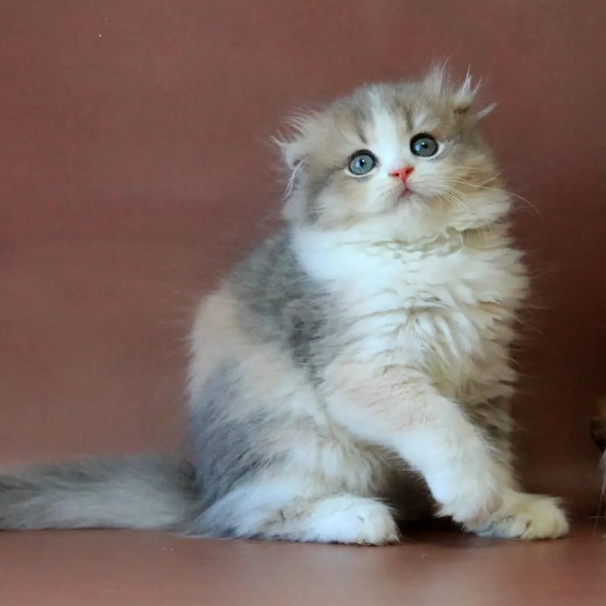 Freya Scottish Fold female, blue tortie golden shaded bicolour