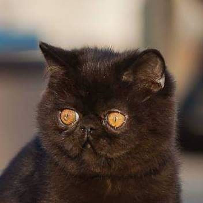 Charlie Exotic male, black